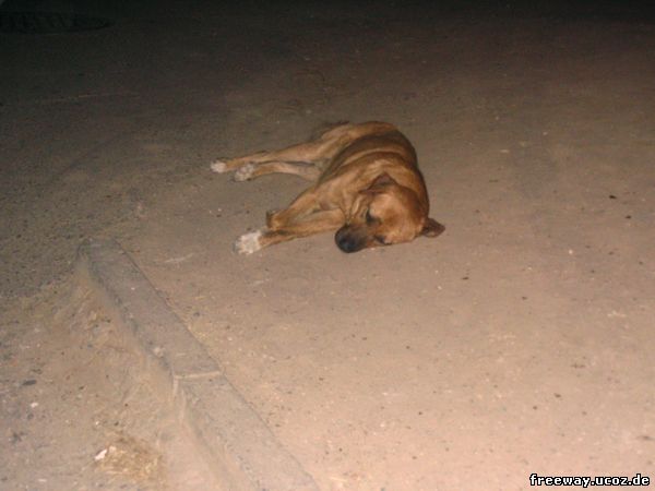 Собачка, устроившаяся на ночлег на тротуаре г. Constanta
